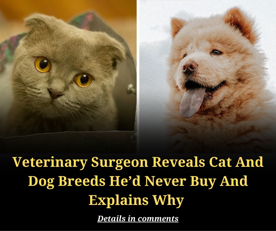 Veterinary Surgeon Reveals Cat And Dog Breeds He’d Never Buy And Explains Why