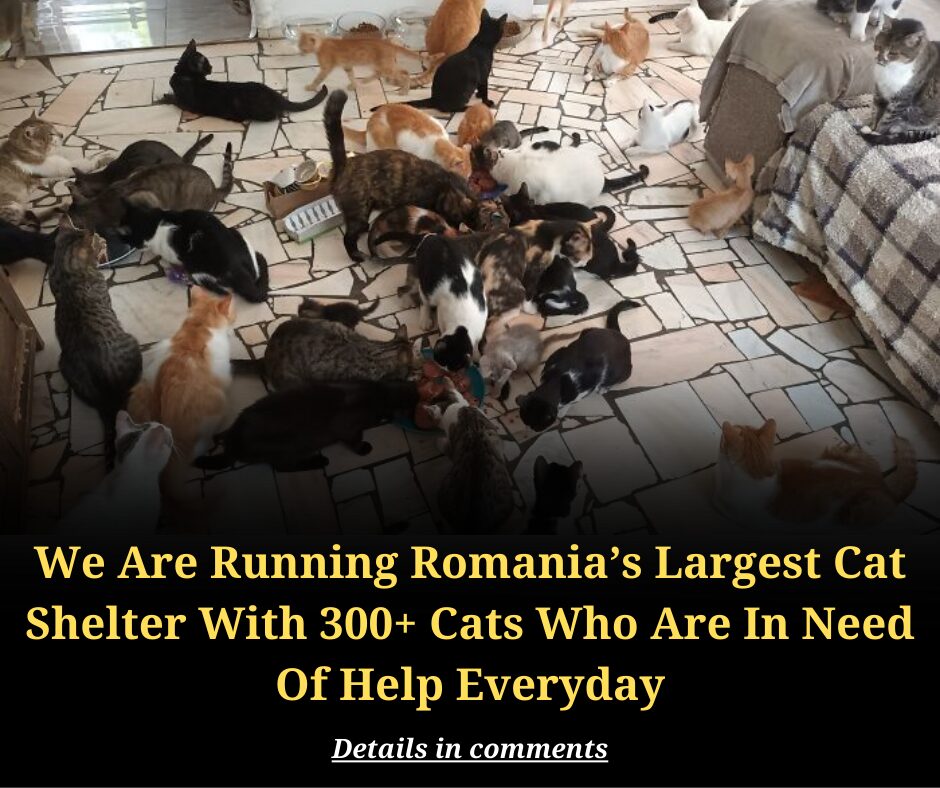 We Are Running Romania’s Largest Cat Shelter With 300+ Cats Who Are In Need Of Help Everyday