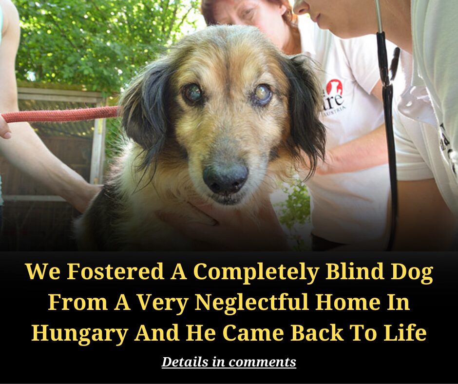 We Fostered A Completely Blind Dog From A Very Neglectful Home In Hungary And He Came Back To Life