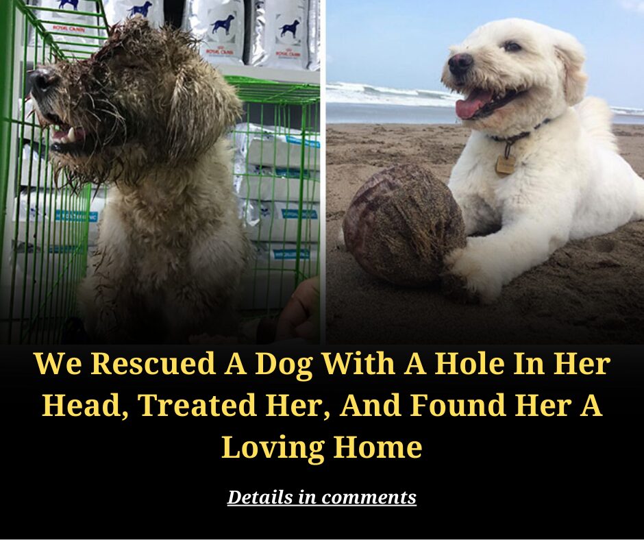 We Rescued A Dog With A Hole In Her Head, Treated Her, And Found Her A Loving Home