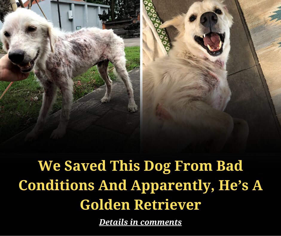 We Saved This Dog From Bad Conditions And Apparently, He’s A Golden Retriever