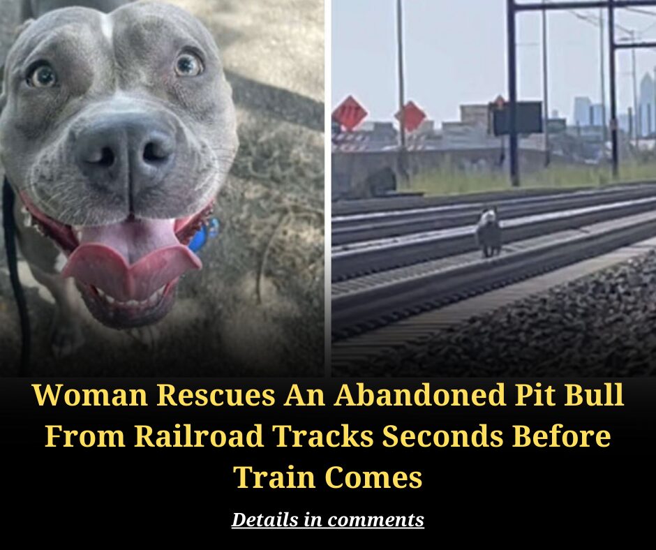 Woman Rescues An Abandoned Pit Bull From Railroad Tracks Seconds Before Train Comes