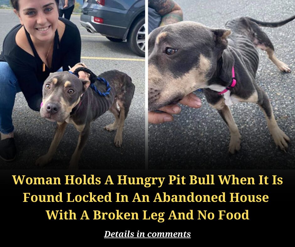 Woman Holds A Hungry Pit Bull When It Is Found Locked In An Abandoned House  With A Broken Leg And No Food