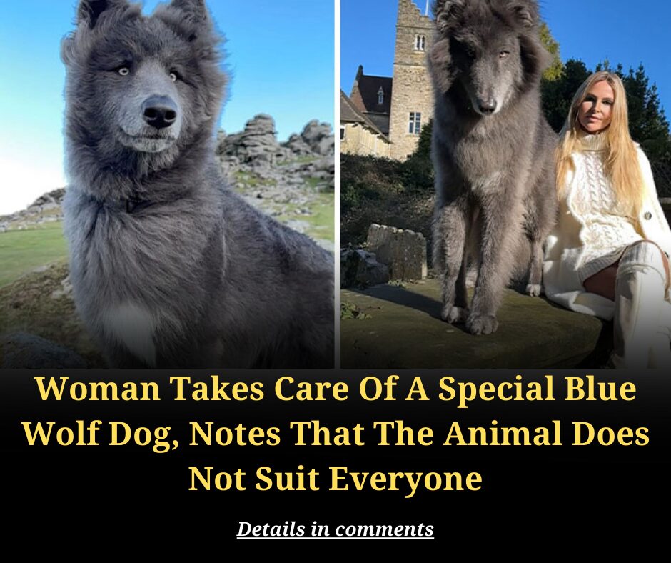 Woman Takes Care Of A Special Blue Wolf Dog, Notes That The Animal Does Not Suit Everyone