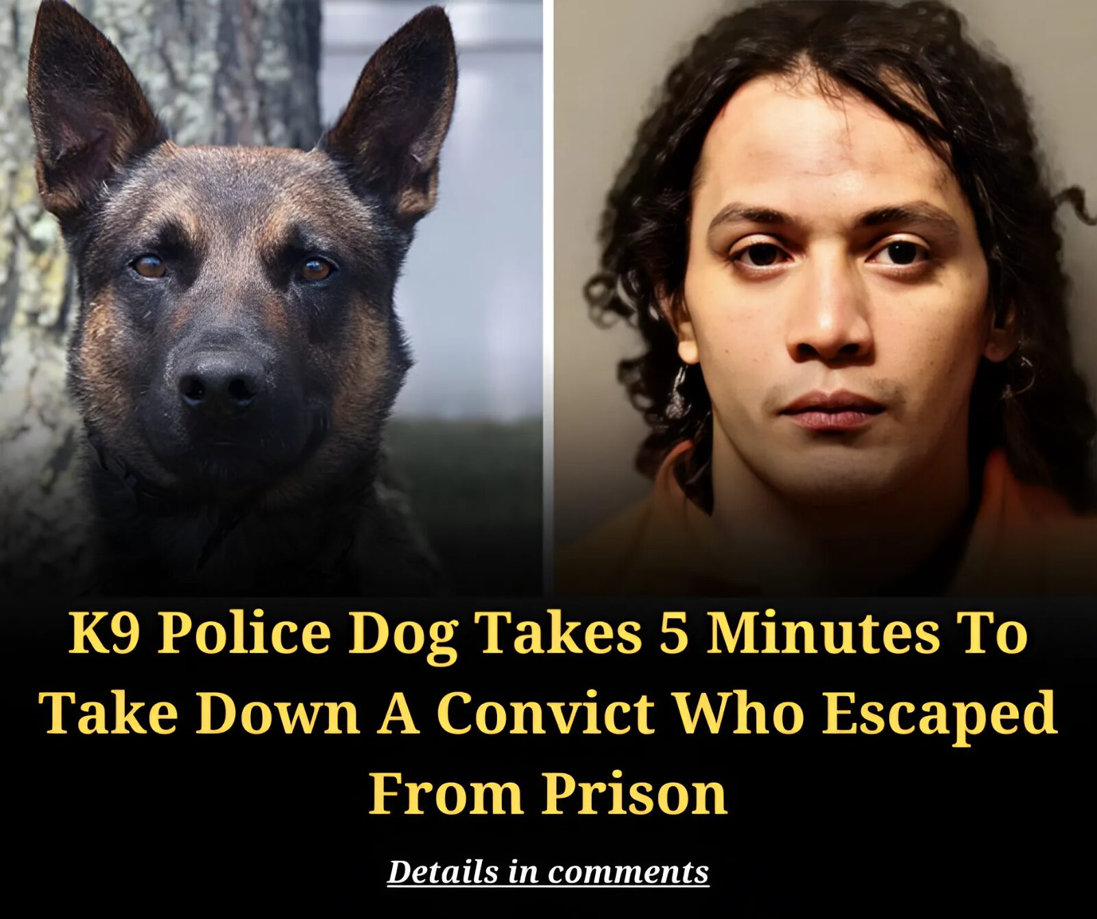 K9 Police Dog Takes 5 Minutes To Take Down A Convict Who Escaped From Prison