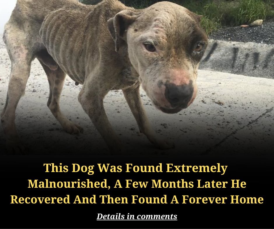 This Dog Was Found Extremely Malnourished, A Few Months Later He’s Unrecognizable As He Recovers And Then Finds A Forever Home