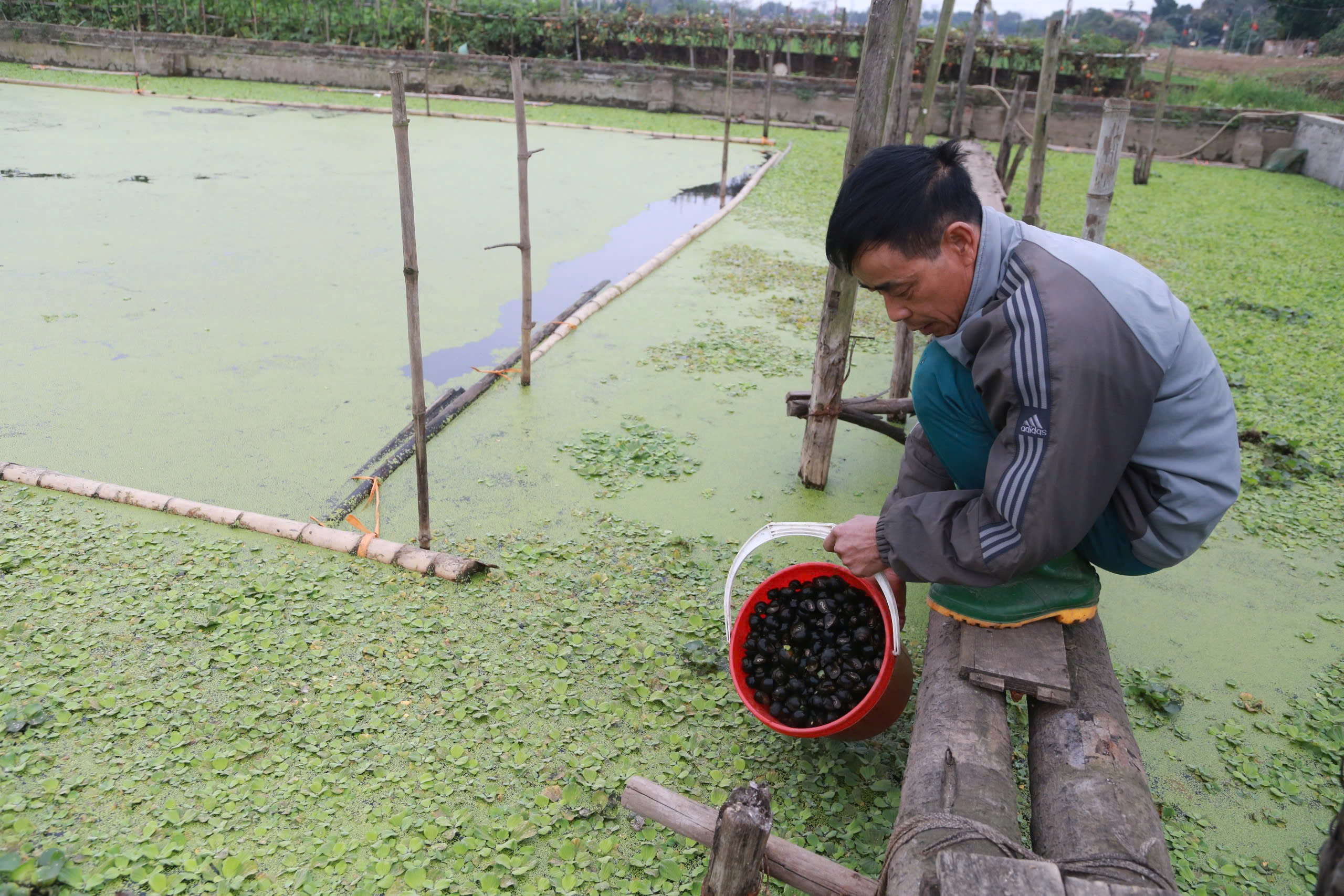 Nông dân Phú Thọ nuôi ốc nhồi, gà đồi thu nhập cao từ dự án Quỹ Hỗ trợ nông dân