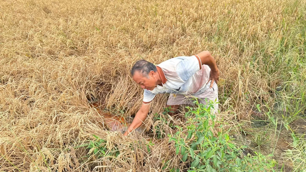 Hậu Giang: Hơn 20ha lúa cạnh Dự án đường cao tốc Cần Thơ – Cà Mau chết bất thường