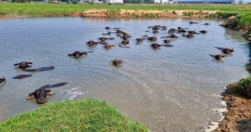 Dự án khu công nghiệp ở Bắc Ninh bỏ hoang, thành nơi chăn trâu