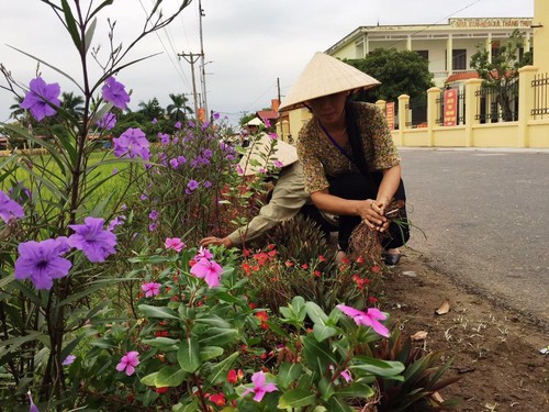 Đường hoa nông thôn mới ở một huyện của Bắc Ninh đẹp tinh tươm, hoa dừa cạn, hoa chiều tím nở rộ