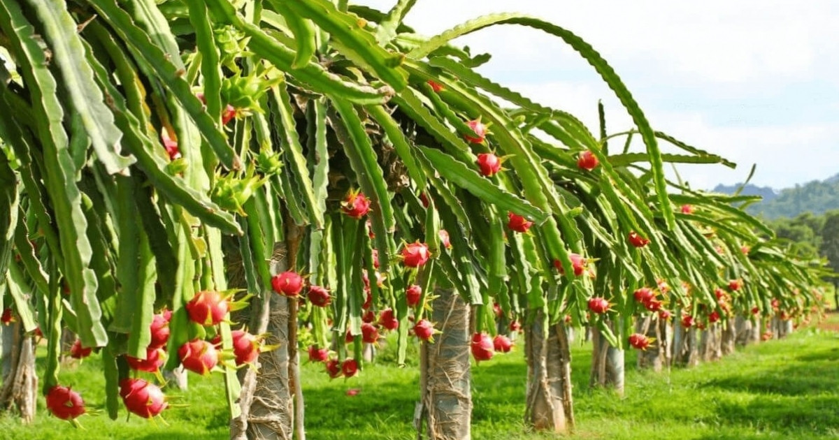 Loại quả đặc sản rớt giá còn 1.500 đồng/kg, nông dân Bình Thuận ‘quay xe’ trồng cây khác