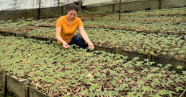 Tỉnh Quảng Nam cho phép Thaco khảo sát dự án sản xuất sâm Ngọc Linh