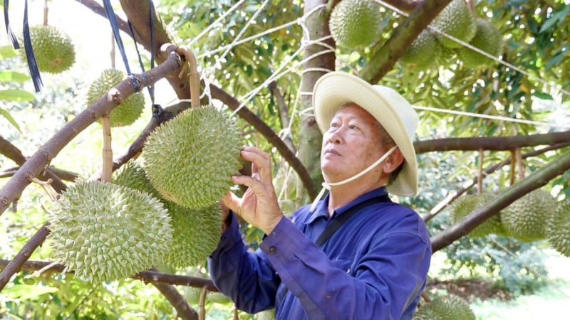 Sáp nhập tỉnh tỉnh Đồng Nai, Bình Phước, tỉnh mới có soán ngôi vô địch về diện tích trồng sầu riêng?