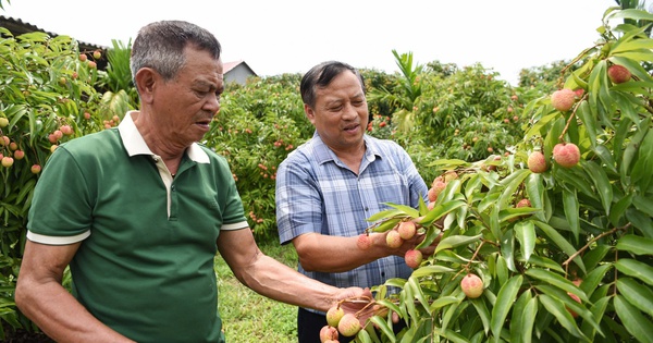 Bắc Giang: Gần 2.000 tấn vải thiều đã xuất ngoại