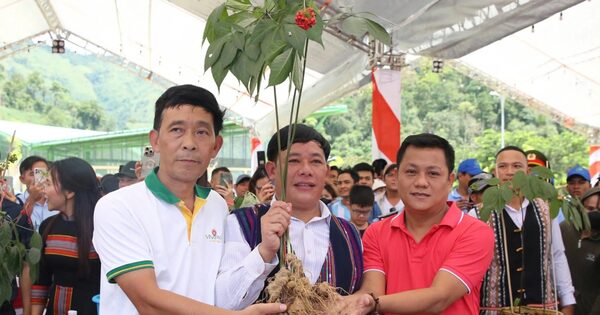 Quảng Nam muốn khẳng định thương hiệu Sâm Ngọc Linh trên bản đồ dược liệu thế giới