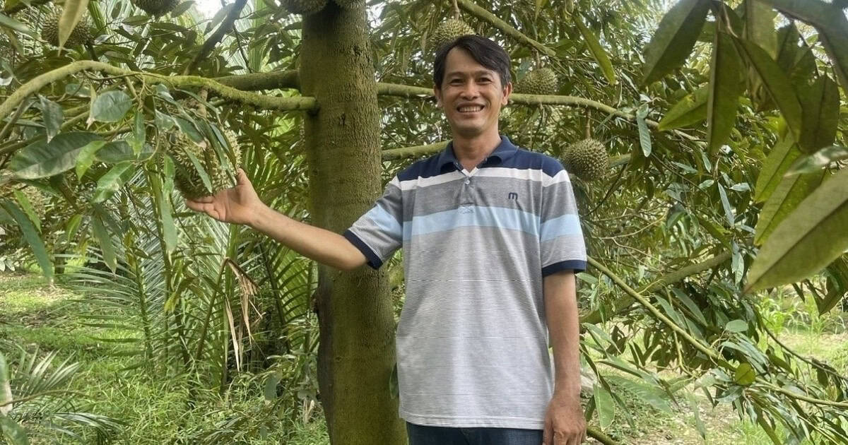 Nông dân Hậu Giang trồng ‘cây tỷ đô’, xứng danh làm giàu kiểu mới: Bà con khắp nơi nườm nượp sang thăm vườn