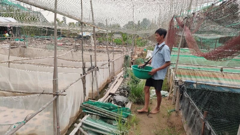 Cho 3 con đặc sản bình dân “ưa nghịch nước” này ở dày đặc với nhau, một nông dân Hậu Giang hễ bắt bán là hết veo