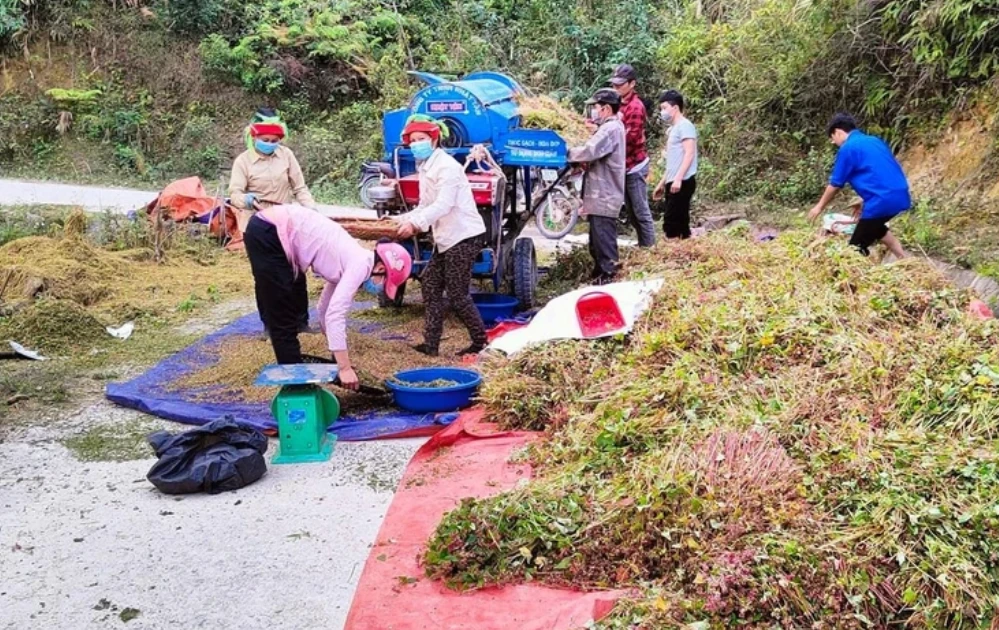 Đề xuất trồng hoa tam giác mạch tại Tuyên Quang để xuất khẩu