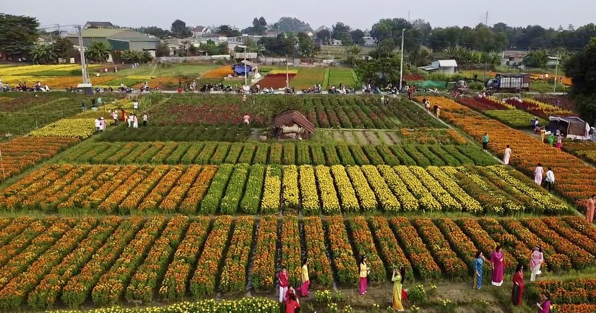 Bình Dương: Giao đất làng hoa Tân Ba cho dự án tổ hợp giáo dục của FPT