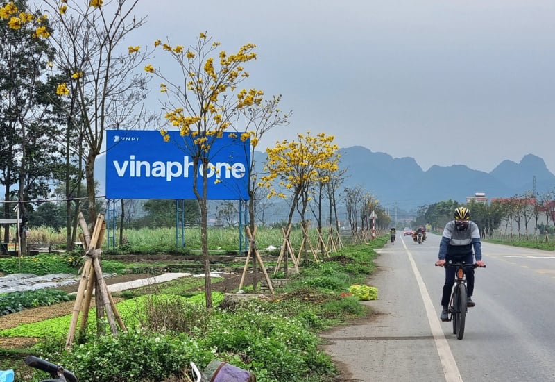 Đường hoa nông thôn mới đẹp như phim ở một xã NTM nâng cao của Ninh Bình, hoa phong linh vàng rực